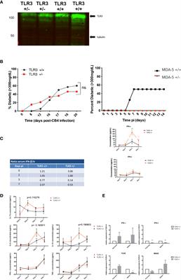 Changes in MDA5 and TLR3 Sensing of the Same Diabetogenic Virus Result in Different Autoimmune Disease Outcomes